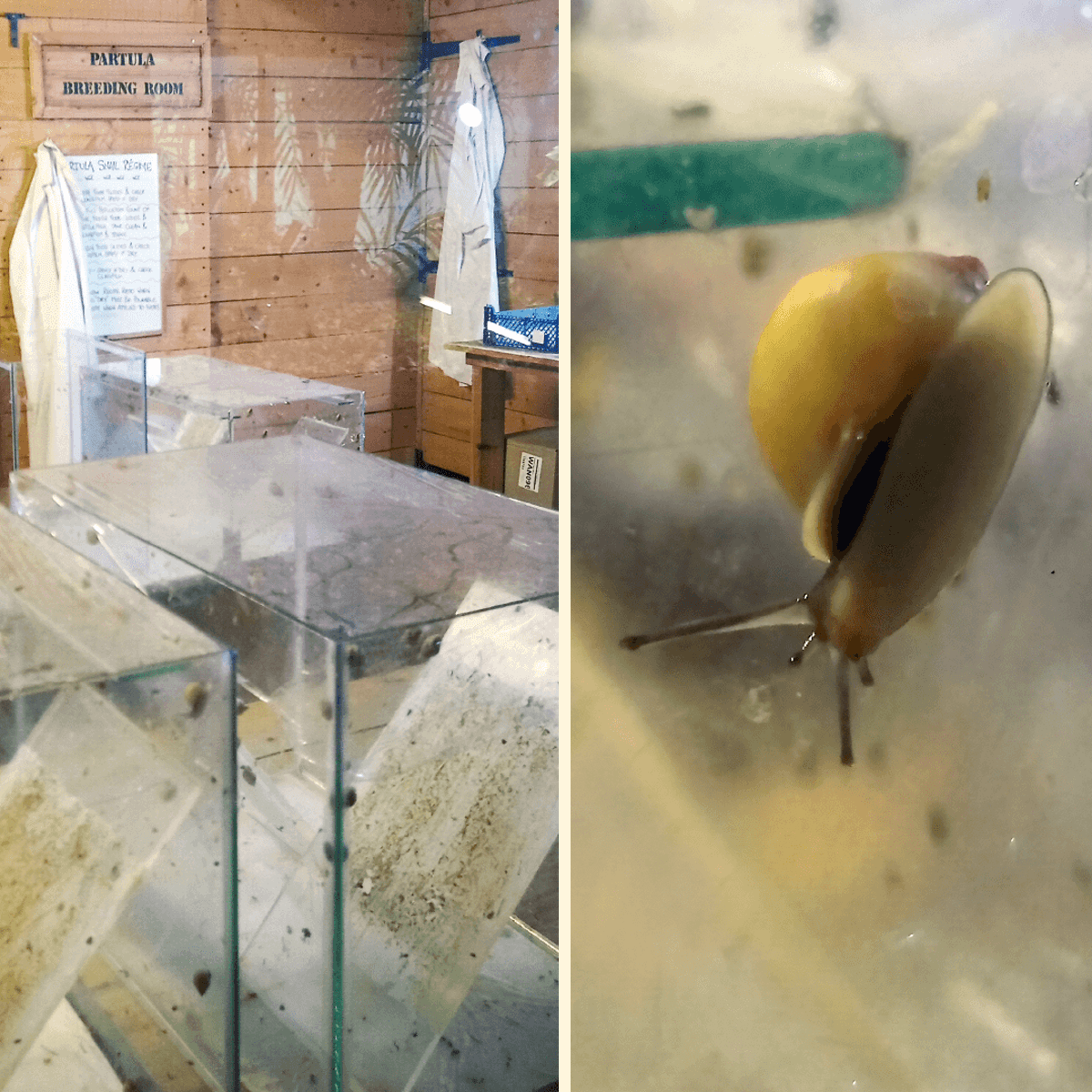 Photographs of the actual Partula snails and the Partula breeding room inside the Invertebrate house at Bristol Zoo
