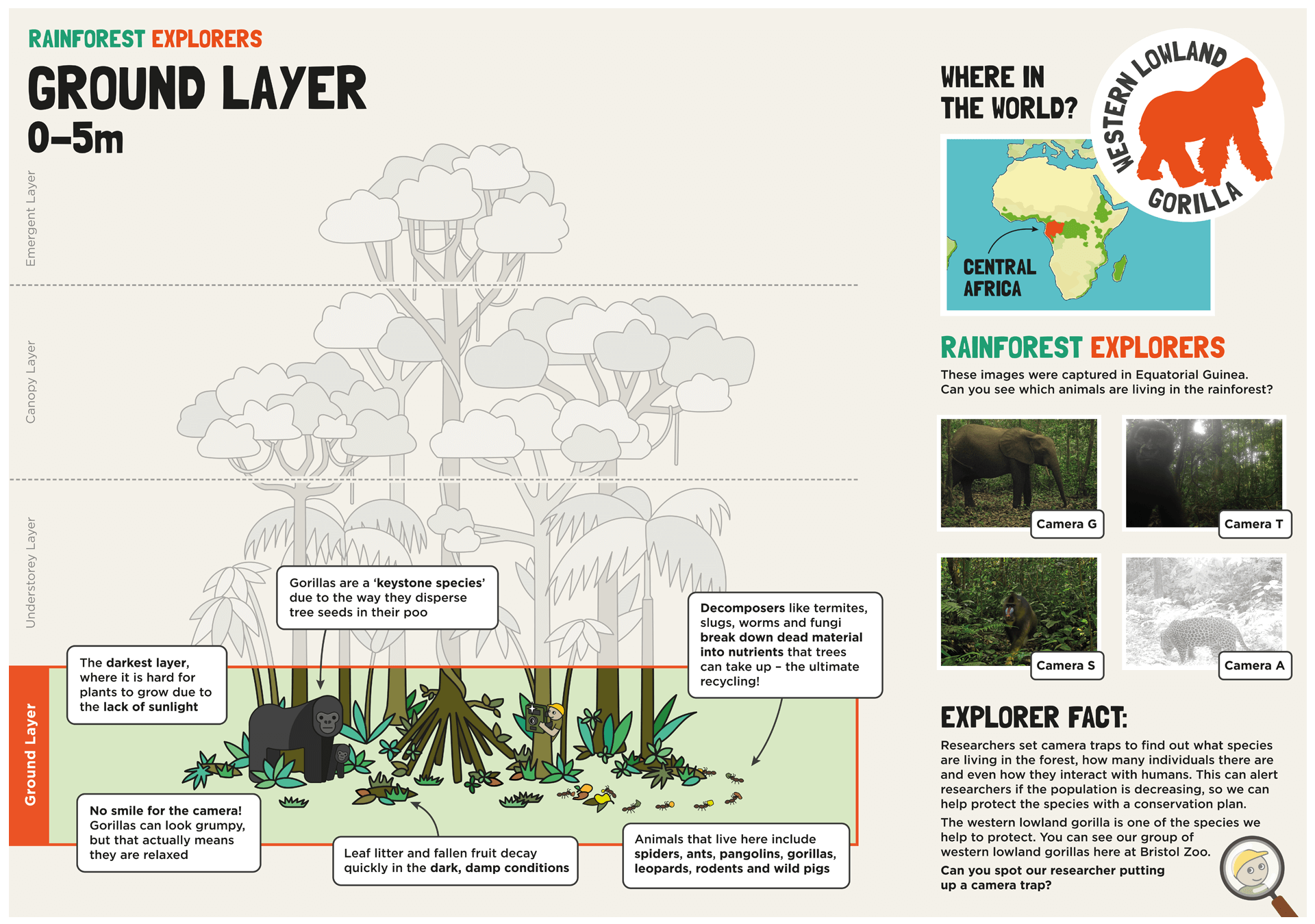 Artwork for the Ground layer board that focusses on Western lowland gorillas and gives information about the dark and damp conditions and the importance of decomposers such as invertebrates and fungi