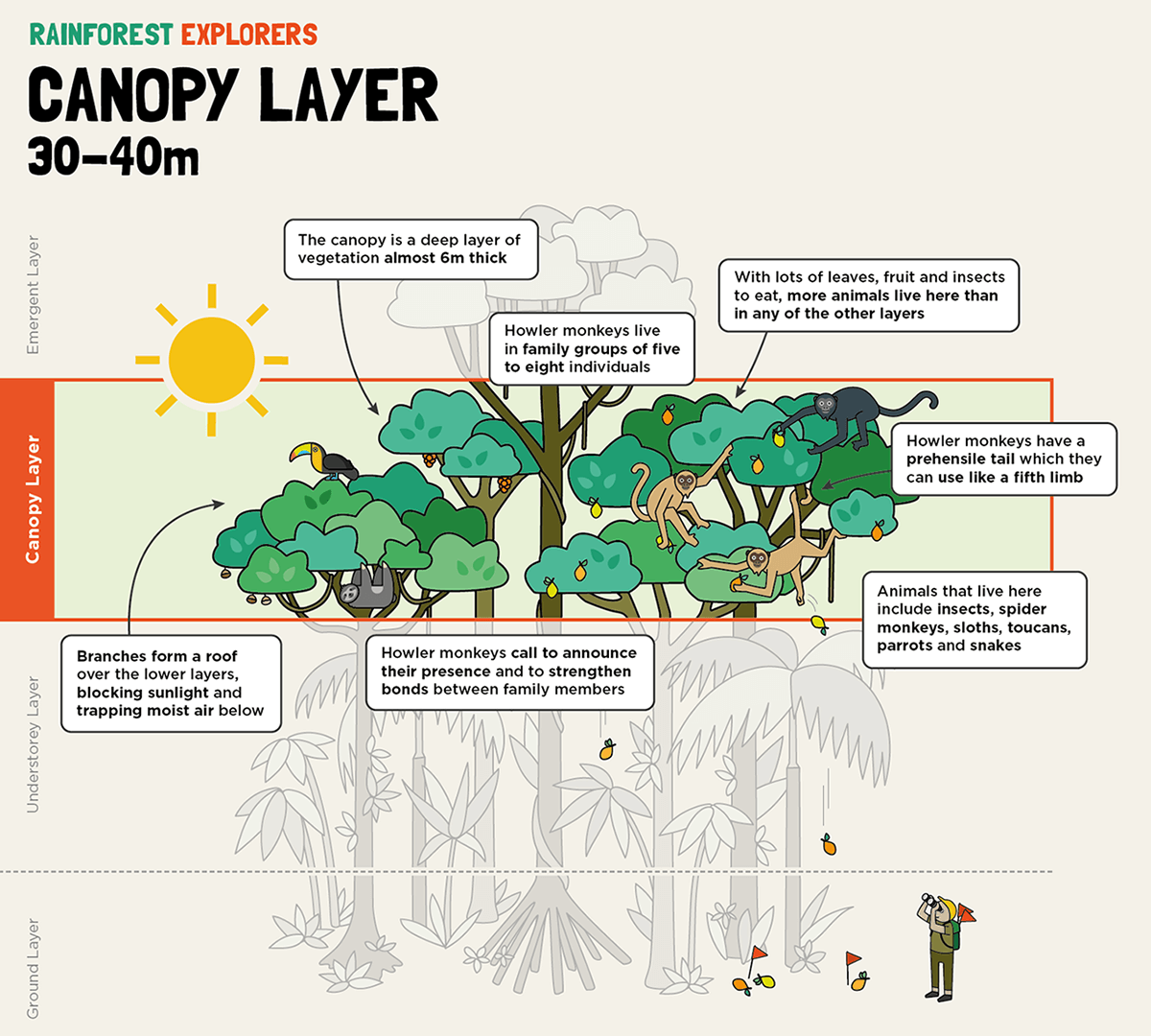 Simplified cartoon drawing of a rainforest canopy showing a variety of animals and explanatory textboxes about what makes the canopy special